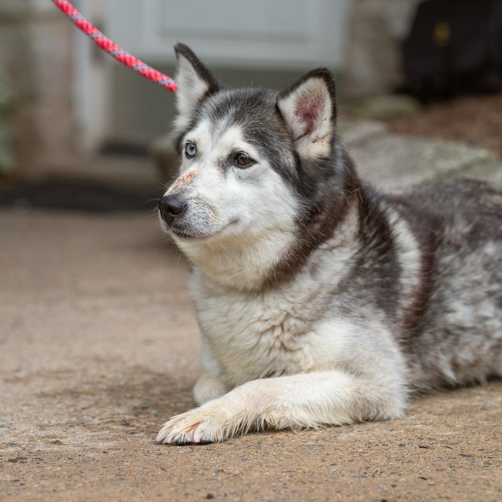 Enlarge Star, an adopted Pomsky in Chester Springs, PA image 3/3
