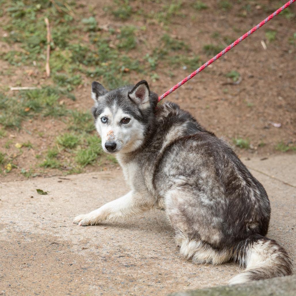 Enlarge Star, an adopted Pomsky in Chester Springs, PA image 1/3