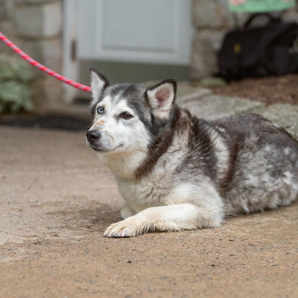Enlarge Star, an adopted Pomsky in Chester Springs, PA image 2/3