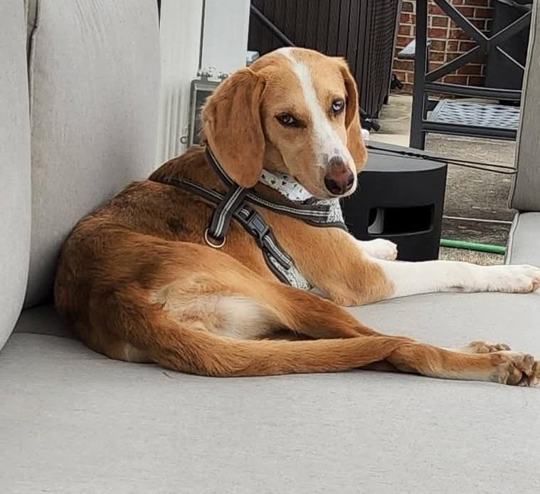 Enlarge Fresca, a Adoptable mixed breed in Madison, AL image 2/6