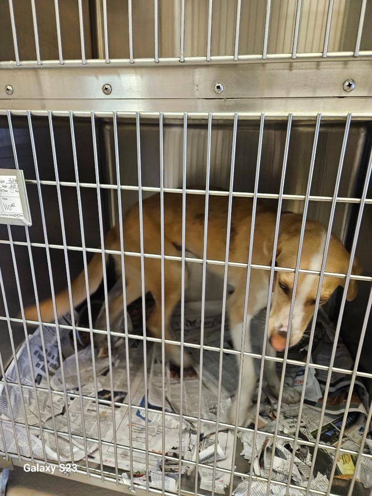 Enlarge Fresca, a Adoptable mixed breed in Madison, AL image 5/6