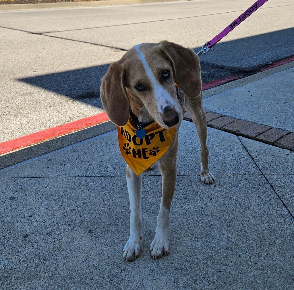Enlarge Fresca, a Adoptable mixed breed in Madison, AL image 6/6