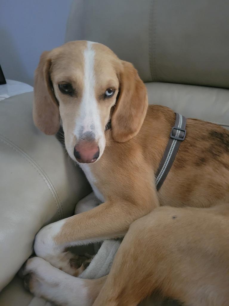 Enlarge Fresca, a Adoptable mixed breed in Madison, AL image 6/6