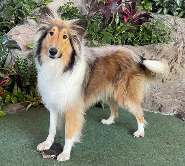 Dallas CA, adopted, Adult Male Collie.