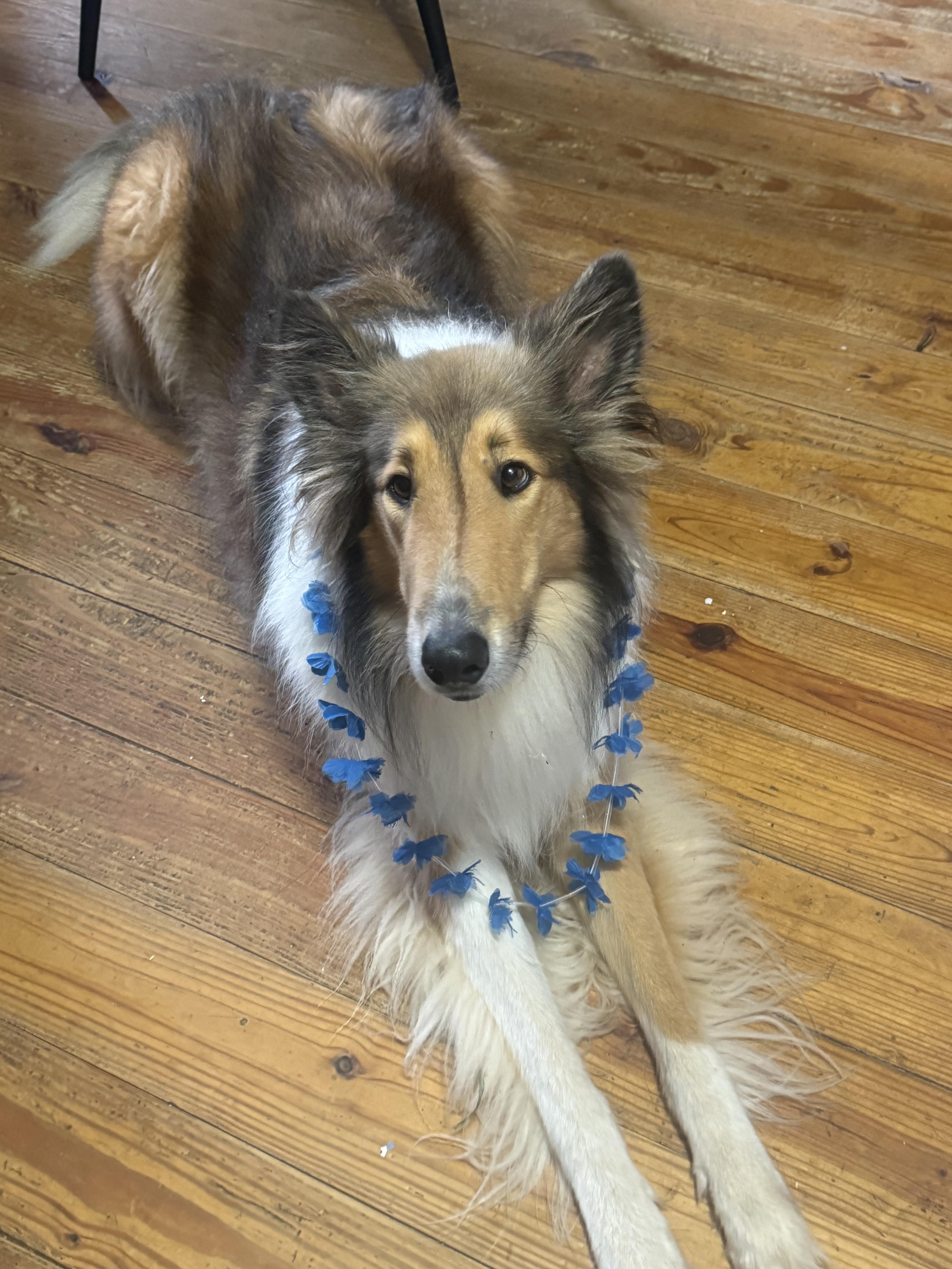 Dallas CA, an adopted mixed breed in Los Angeles, CA image 2/4