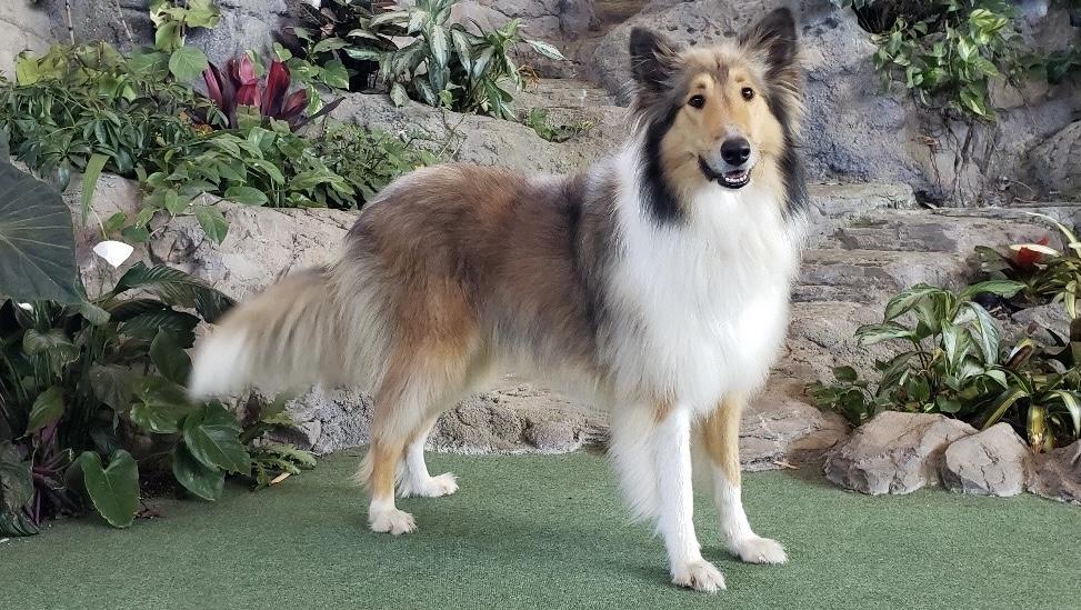 Dallas CA, an adopted mixed breed in Los Angeles, CA image 4/4