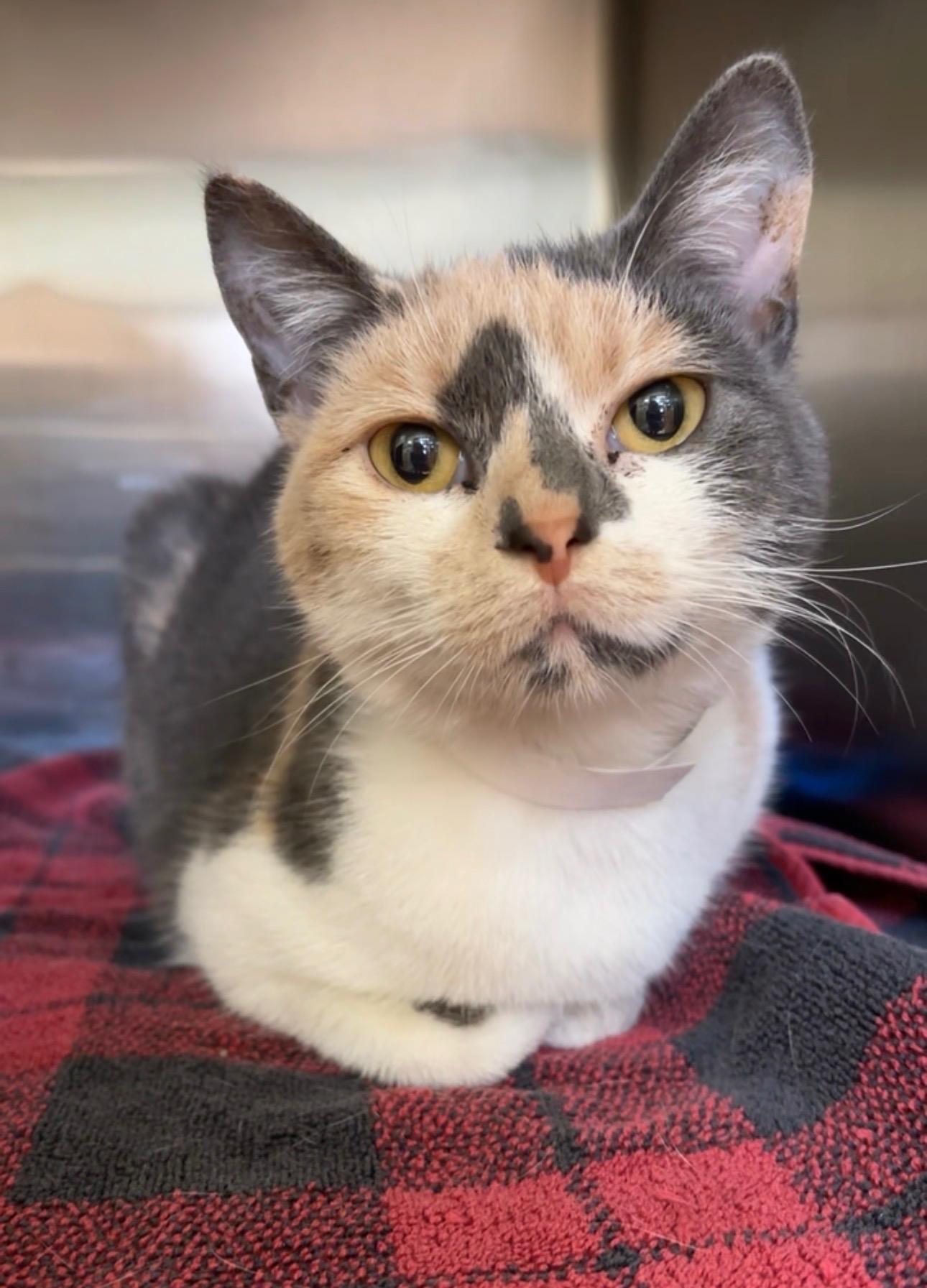 Enlarge Hazel, a ADOPTABLE Domestic Short Hair in Arlington Heights, IL image 1/1