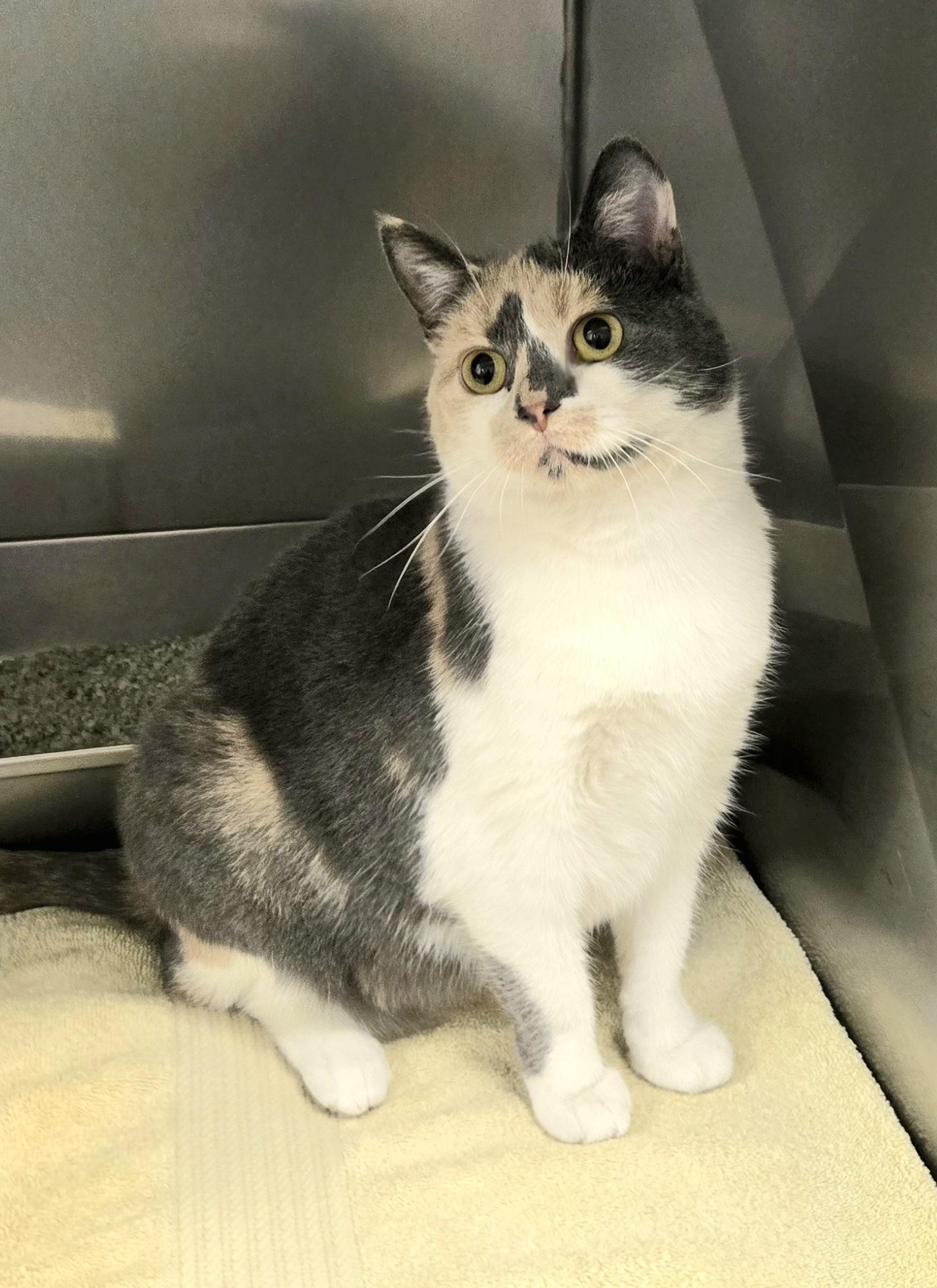 Enlarge Hazel, an adopted Domestic Short Hair in Arlington Heights, IL image 3/3