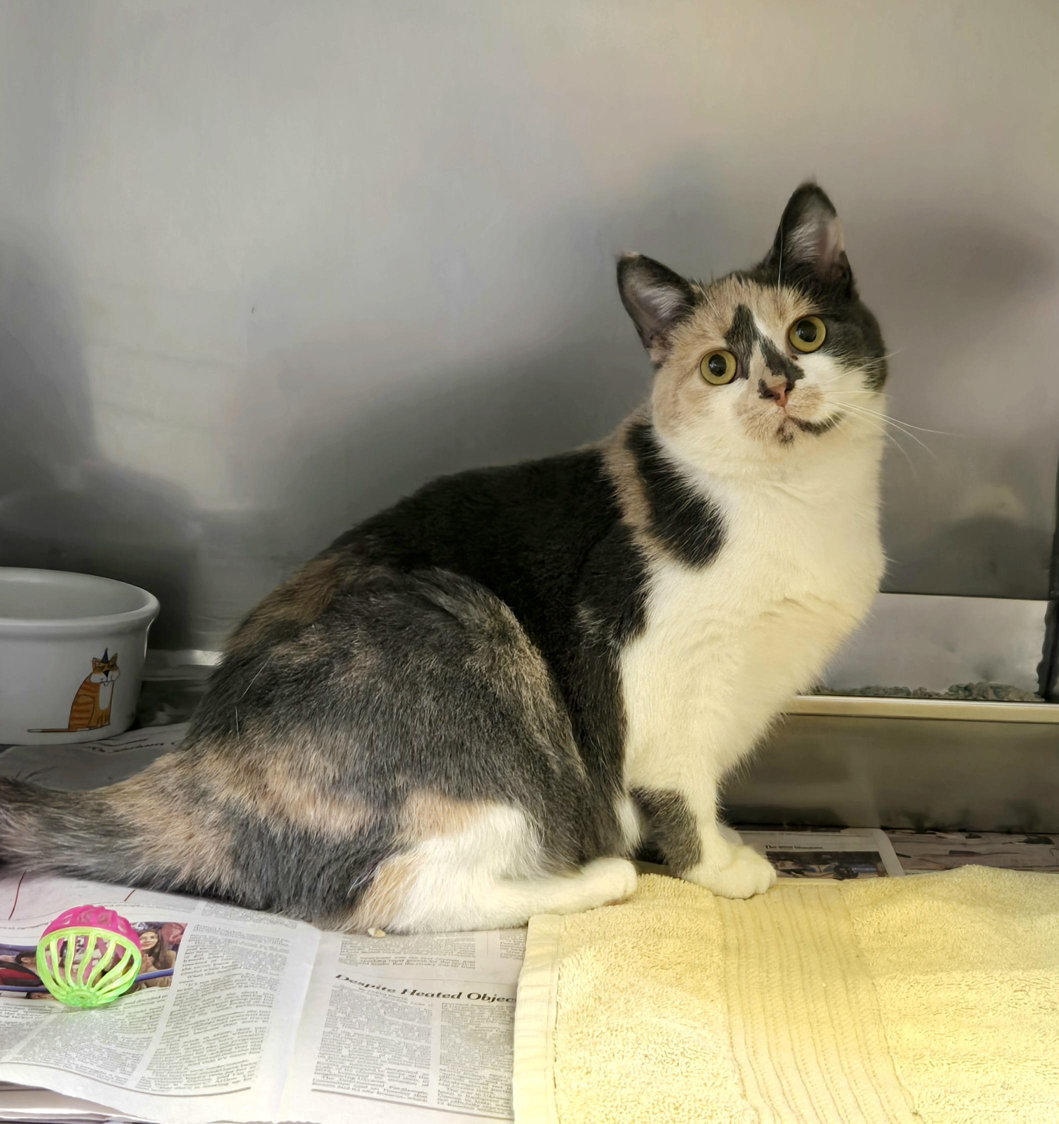 Enlarge Hazel, an adopted Domestic Short Hair in Arlington Heights, IL image 2/3