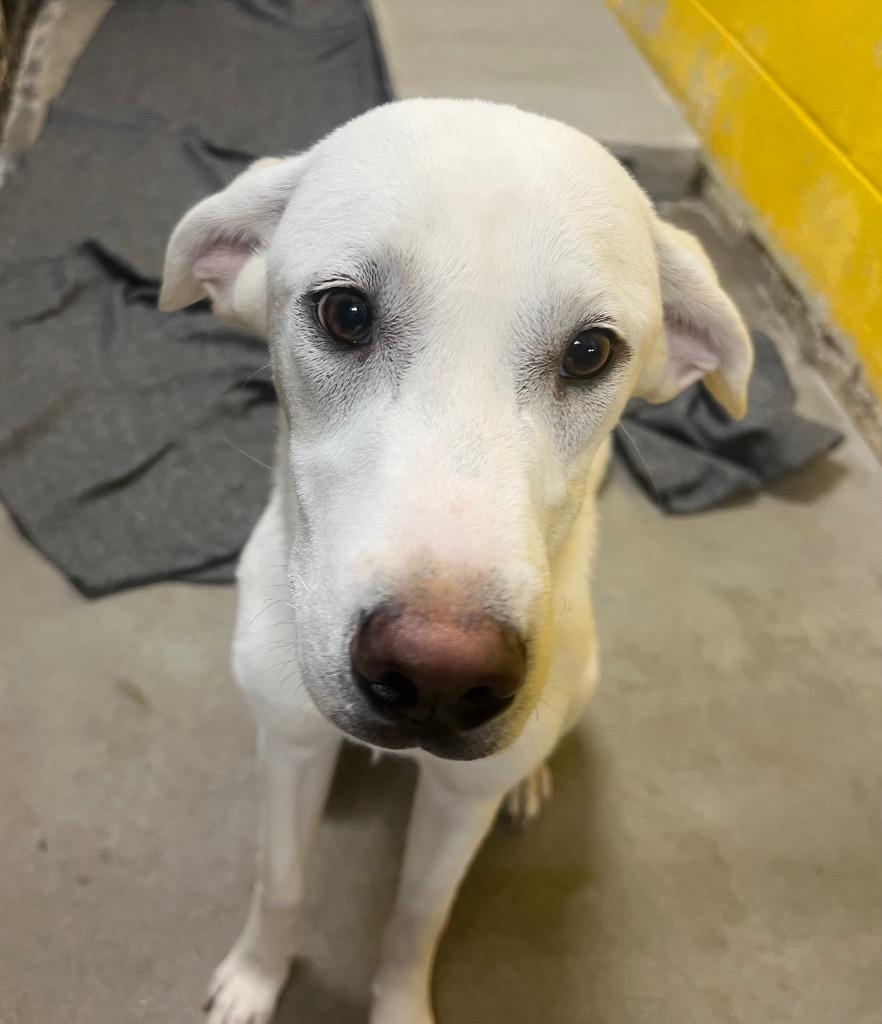 Enlarge Abbie, a Adoptable Labrador Retriever in Murray, KY image 1/1