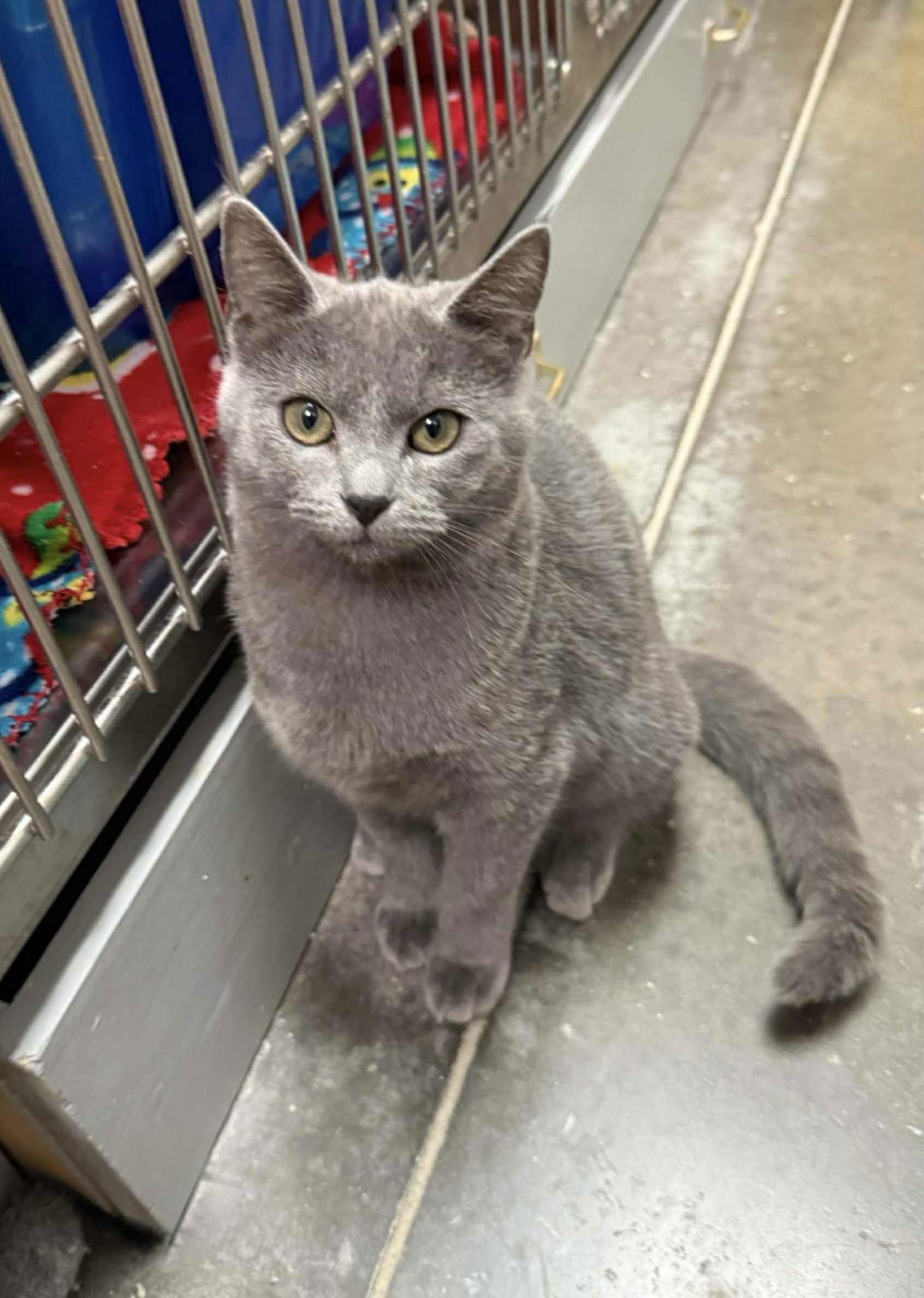 Enlarge SPARKLE, a Adopted mixed breed in Capshaw, AL image 1/3