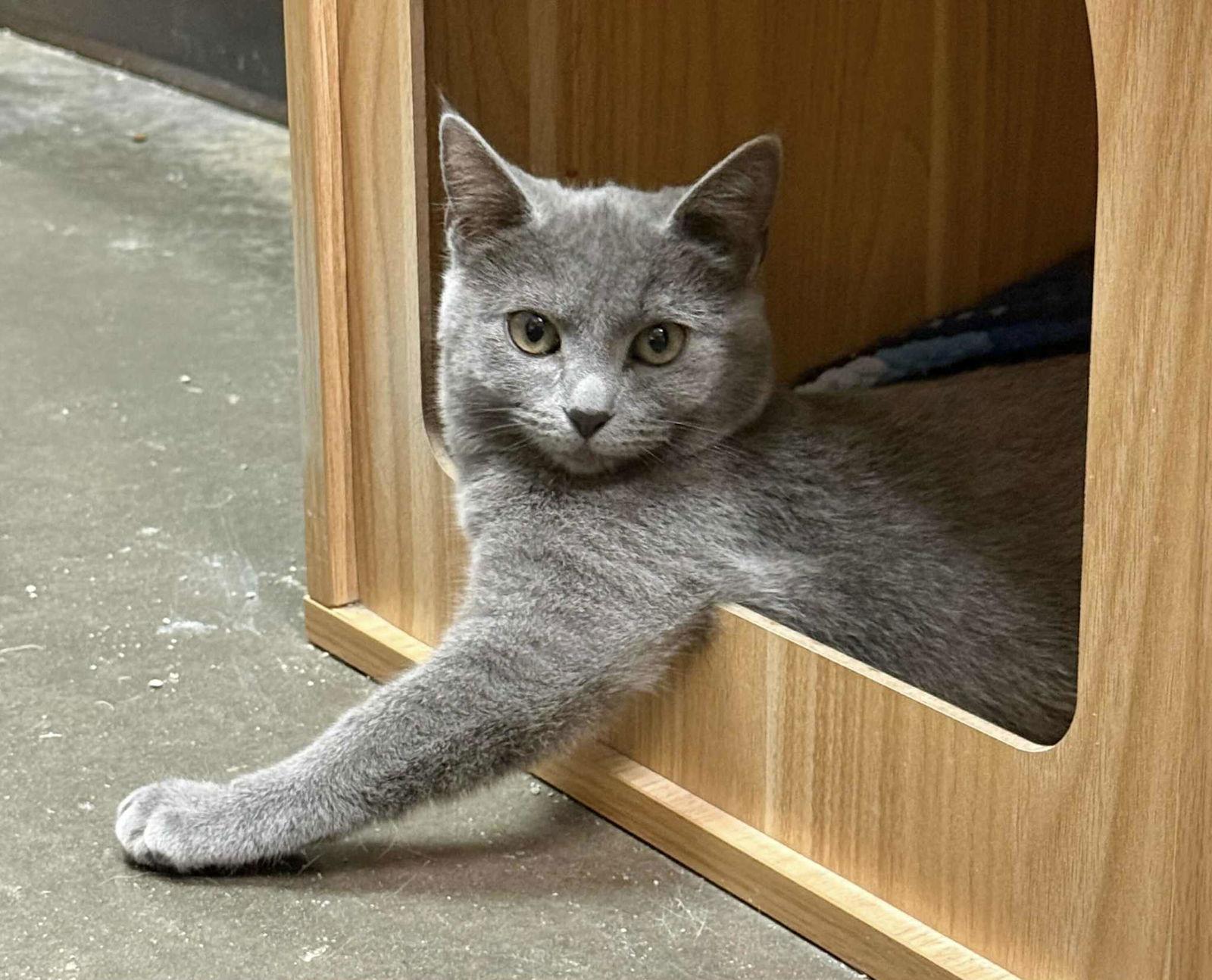 Enlarge SPARKLE, a Adopted mixed breed in Capshaw, AL image 2/3