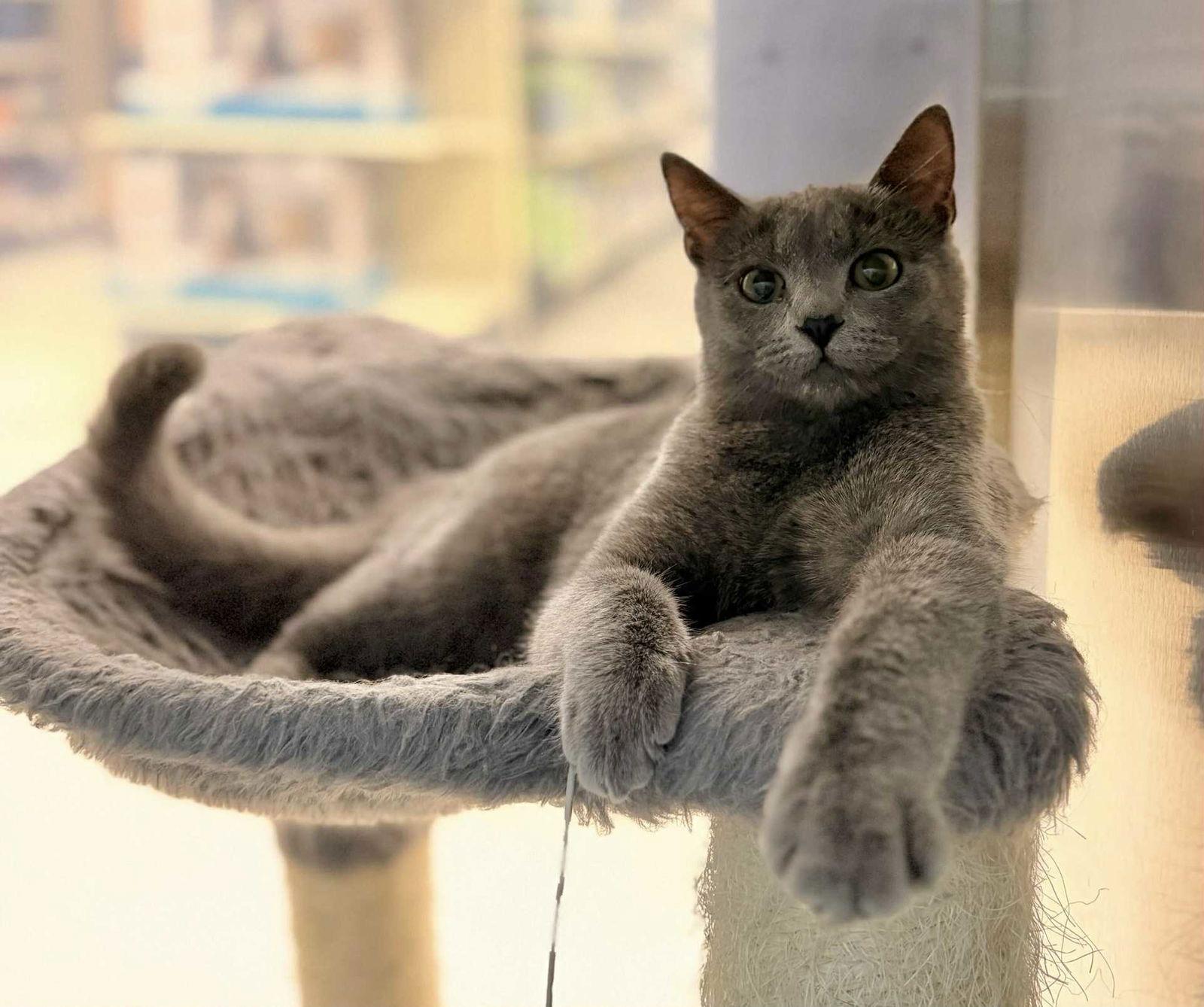 Enlarge SPARKLE, a Adopted mixed breed in Capshaw, AL image 3/3