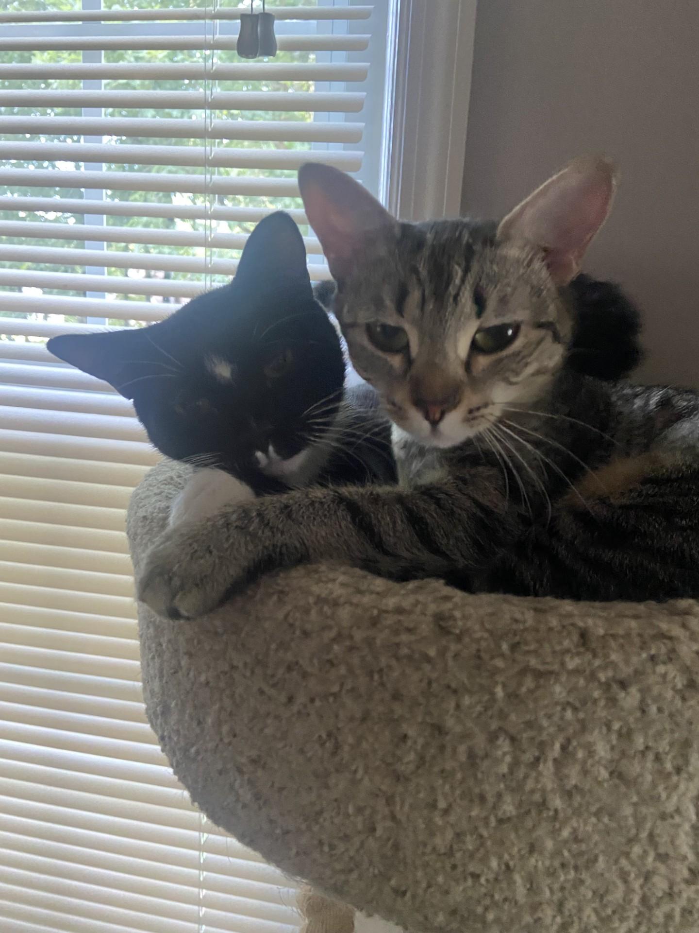 Ellie & Emmie, adopted, Young Female American Shorthair.