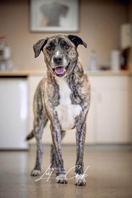 Enlarge Muncie, a Adoptable mixed breed in Kalispell, MT image 1/3