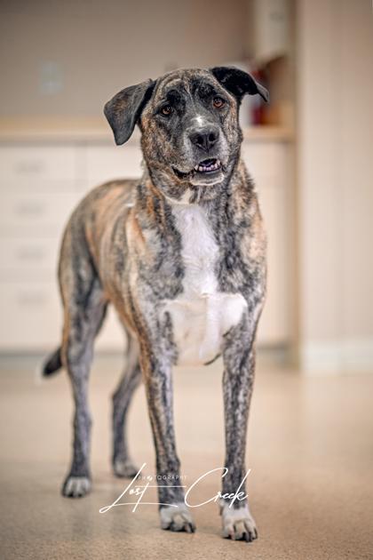 Enlarge Muncie, a Adoptable mixed breed in Kalispell, MT image 2/3