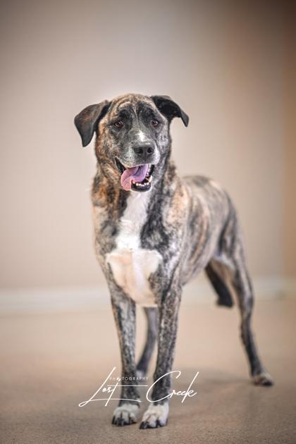 Enlarge Muncie, a Adoptable mixed breed in Kalispell, MT image 3/3