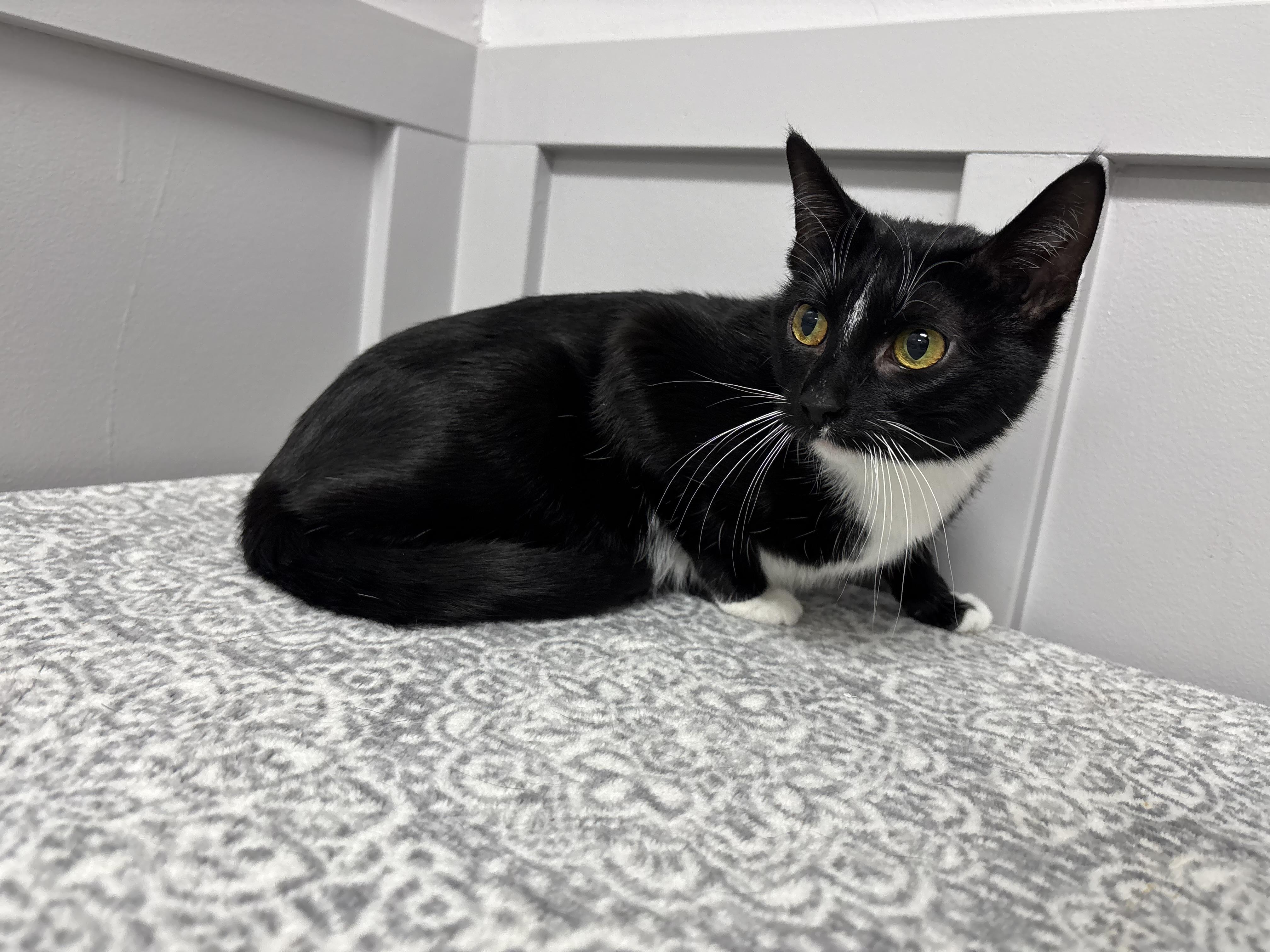 Enlarge Maggie, a Adoptable Domestic Short Hair in Frankfort, IN image 3/3