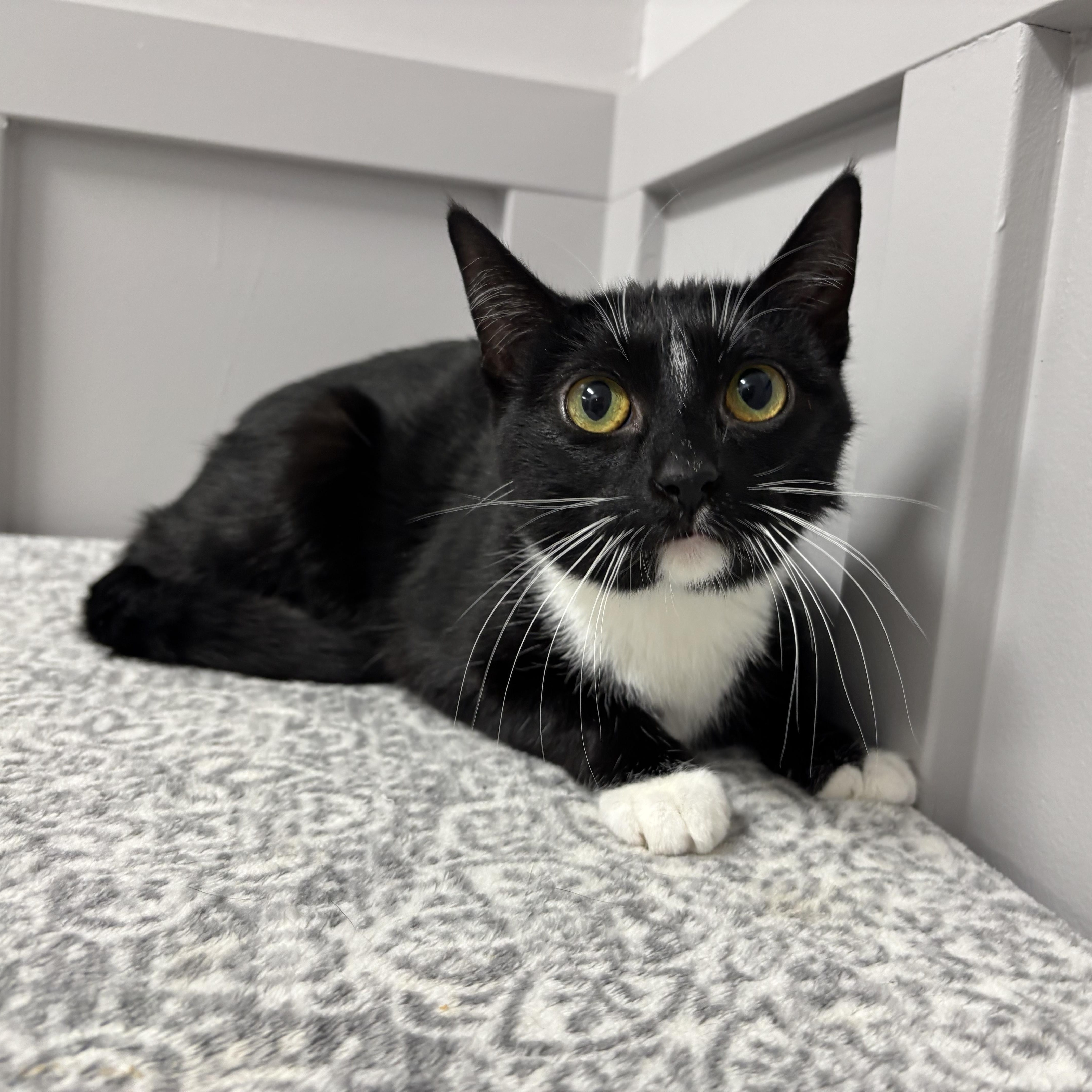 Enlarge Maggie, a Adoptable Domestic Short Hair in Frankfort, IN image 1/3