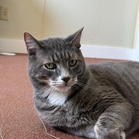 Enlarge Kemper, a ADOPTABLE Domestic Short Hair in Saranac Lake, NY image 2/2