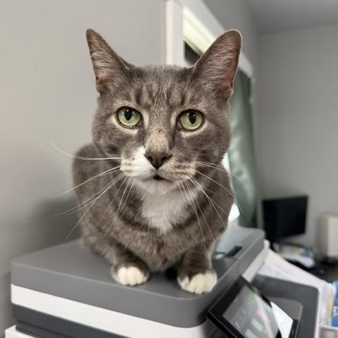 Enlarge Kemper, a ADOPTABLE Domestic Short Hair in Saranac Lake, NY image 1/2