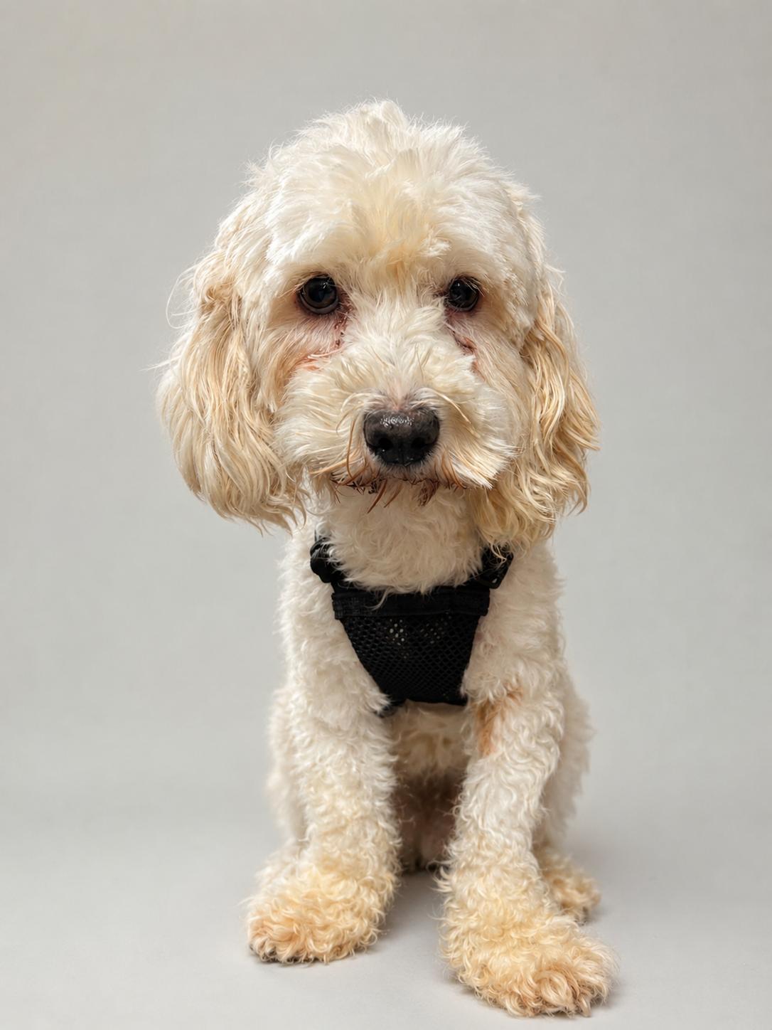 Enlarge Ned, a Adoptable mixed breed in Pipe Creek, TX image 1/3