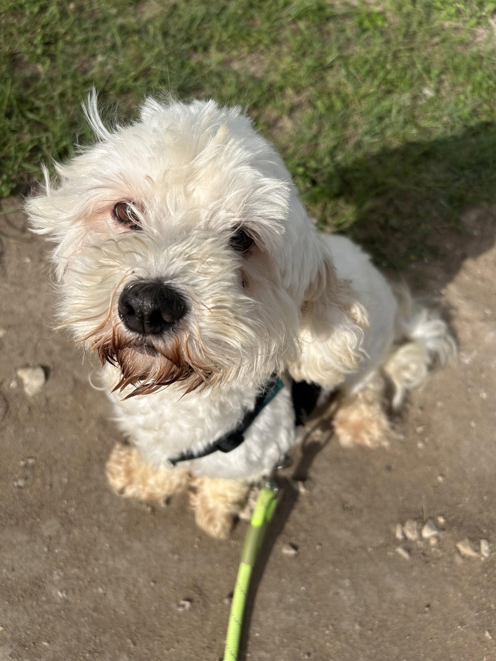 Enlarge Ned, a Adoptable mixed breed in Pipe Creek, TX image 2/3