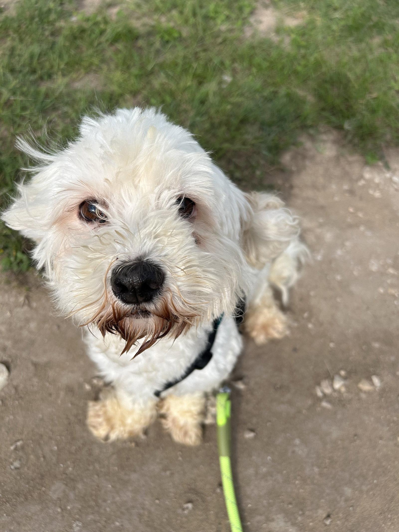 Enlarge Ned, a Adoptable mixed breed in Pipe Creek, TX image 3/3