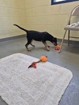 Enlarge Meadow, a Adoptable mixed breed in Glasgow, KY image 1/2