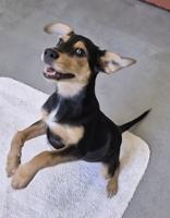 Enlarge Meadow, a Adoptable mixed breed in Glasgow, KY image 2/2