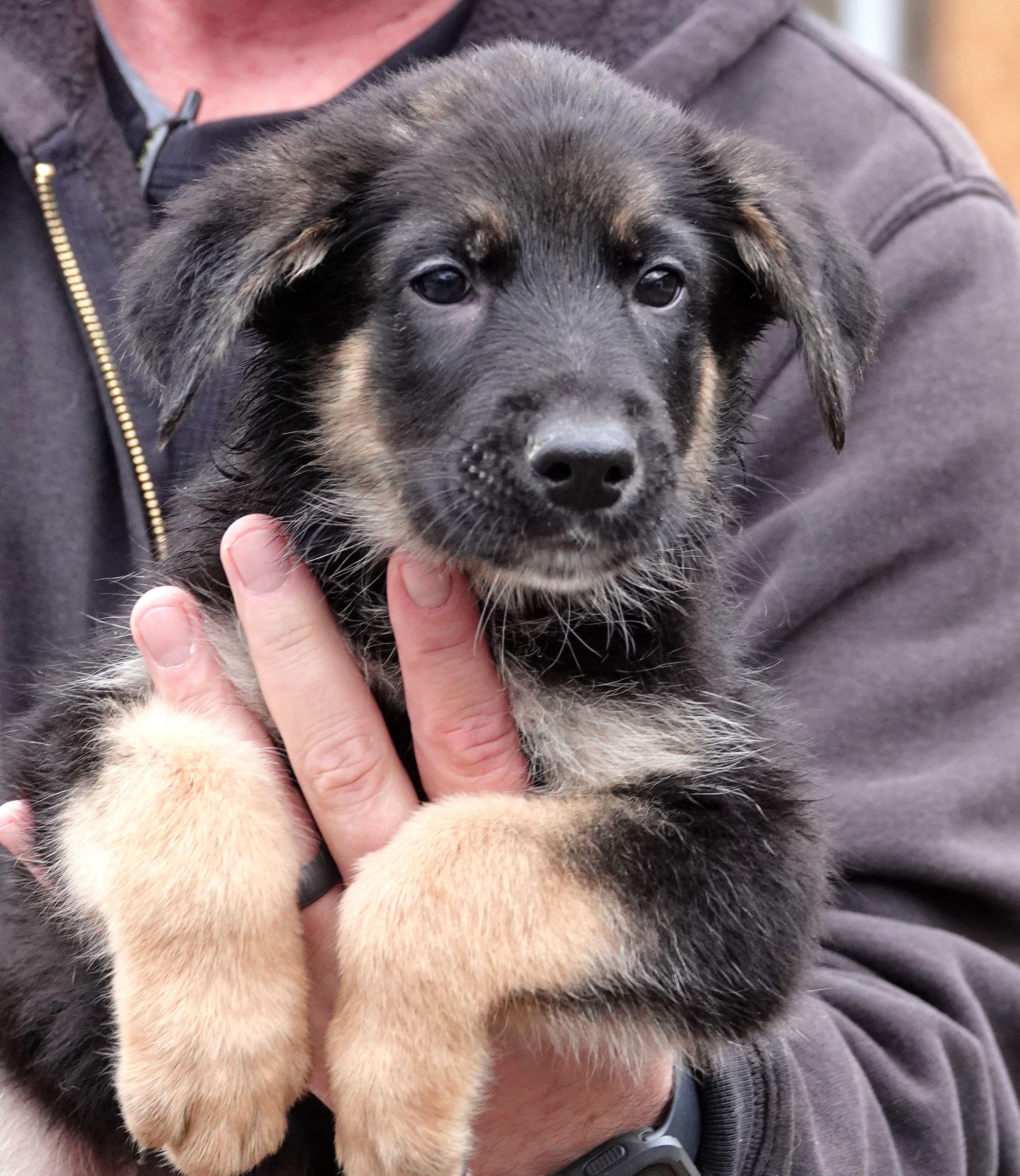 Enlarge Guiness - ADOPTED, an adopted mixed breed in Millfield, OH image 1/2