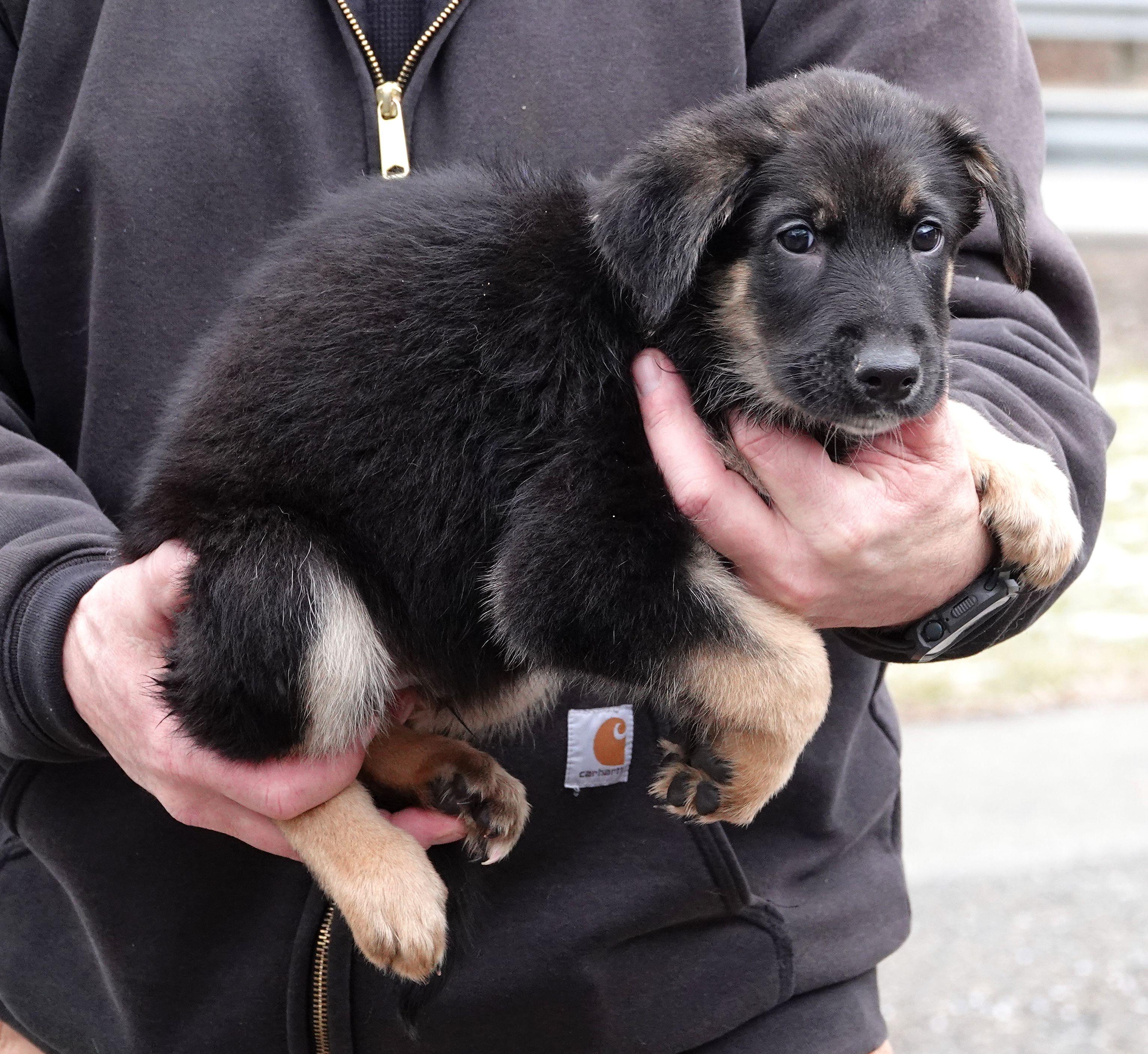 Enlarge Guiness - ADOPTED, an adopted mixed breed in Millfield, OH image 2/2