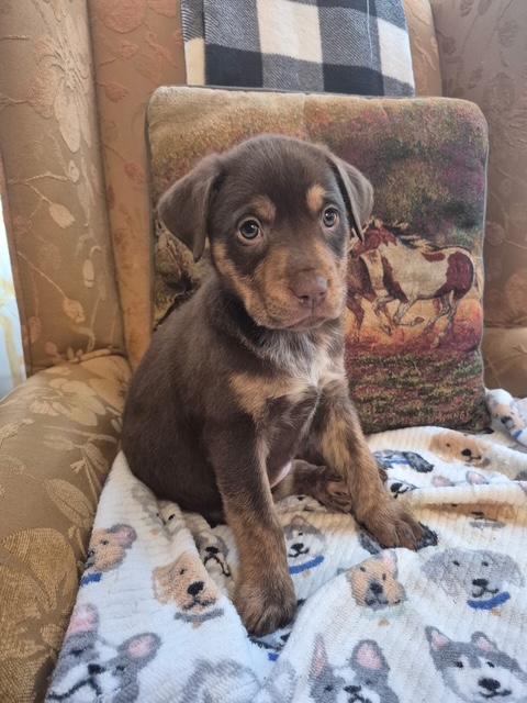 Daisy Mae Bloom — thumbnail 2