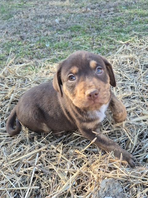 Daisy Mae Bloom — thumbnail 3