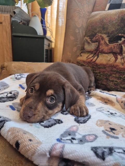 Daisy Mae Bloom — thumbnail 6