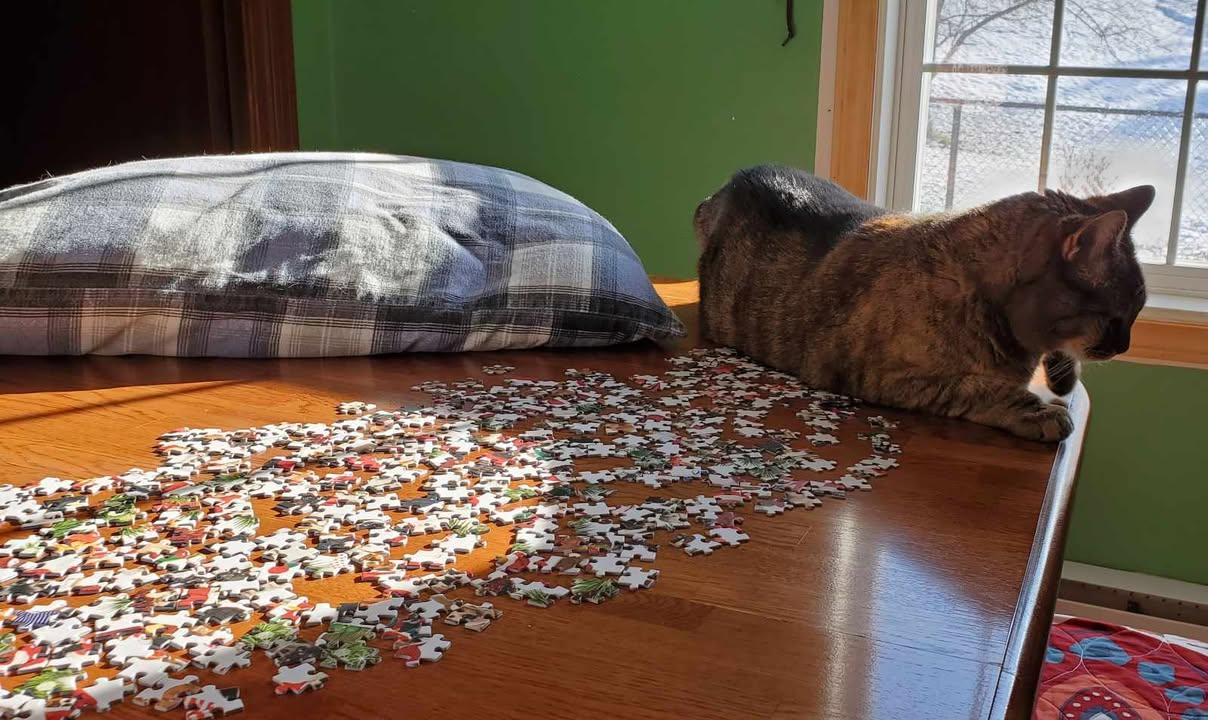 Portia, a Adoptable Domestic Short Hair in Florenceville, NB image 5/5