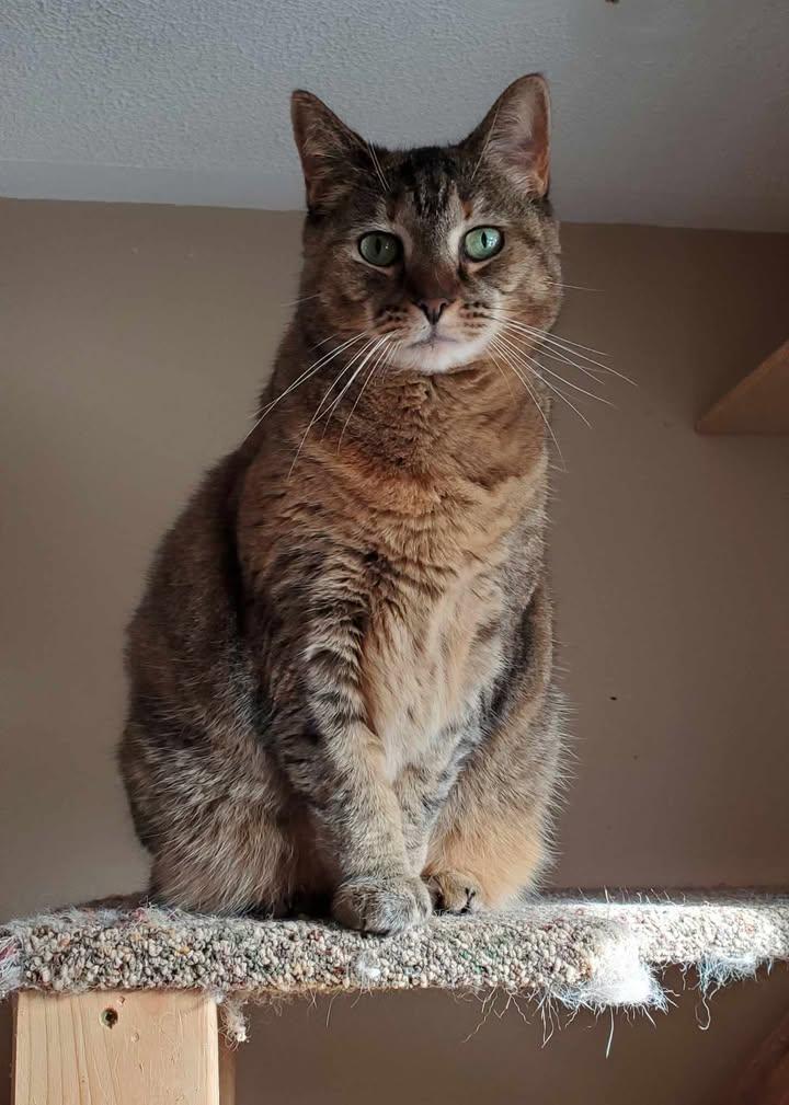 Portia, a Adoptable Domestic Short Hair in Florenceville, NB image 3/5