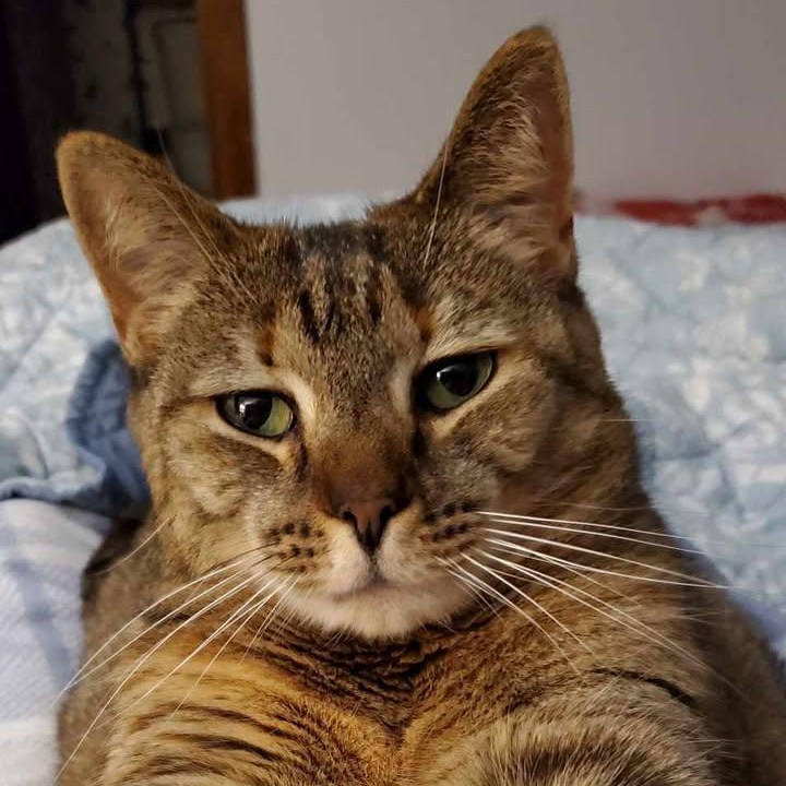 Portia, a Adoptable Domestic Short Hair in Florenceville, NB image 1/5