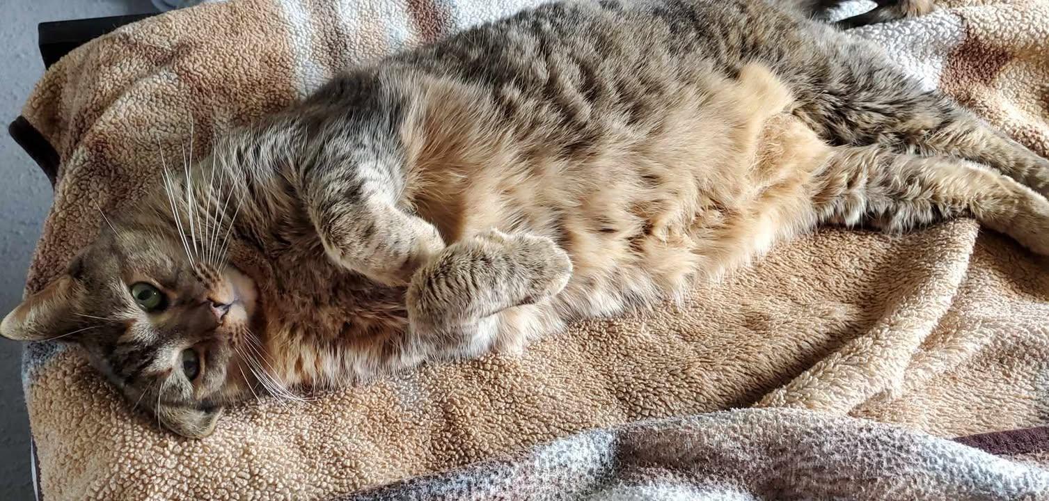 Portia, a Adoptable Domestic Short Hair in Florenceville, NB image 2/5