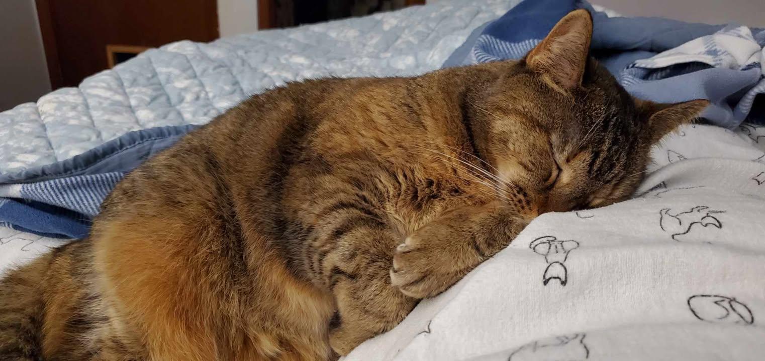 Portia, a Adoptable Domestic Short Hair in Florenceville, NB image 4/5