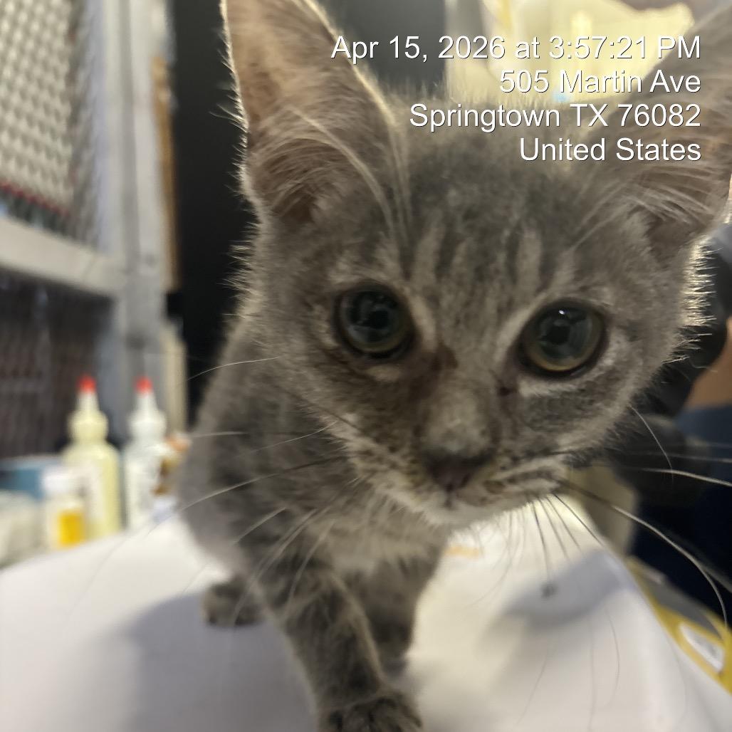 Rosalinda, a Adoptable Domestic Medium Hair in Springtown, TX image 1/6