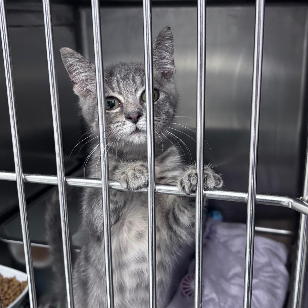 Rosalinda, a Adoptable Domestic Medium Hair in Springtown, TX image 2/6