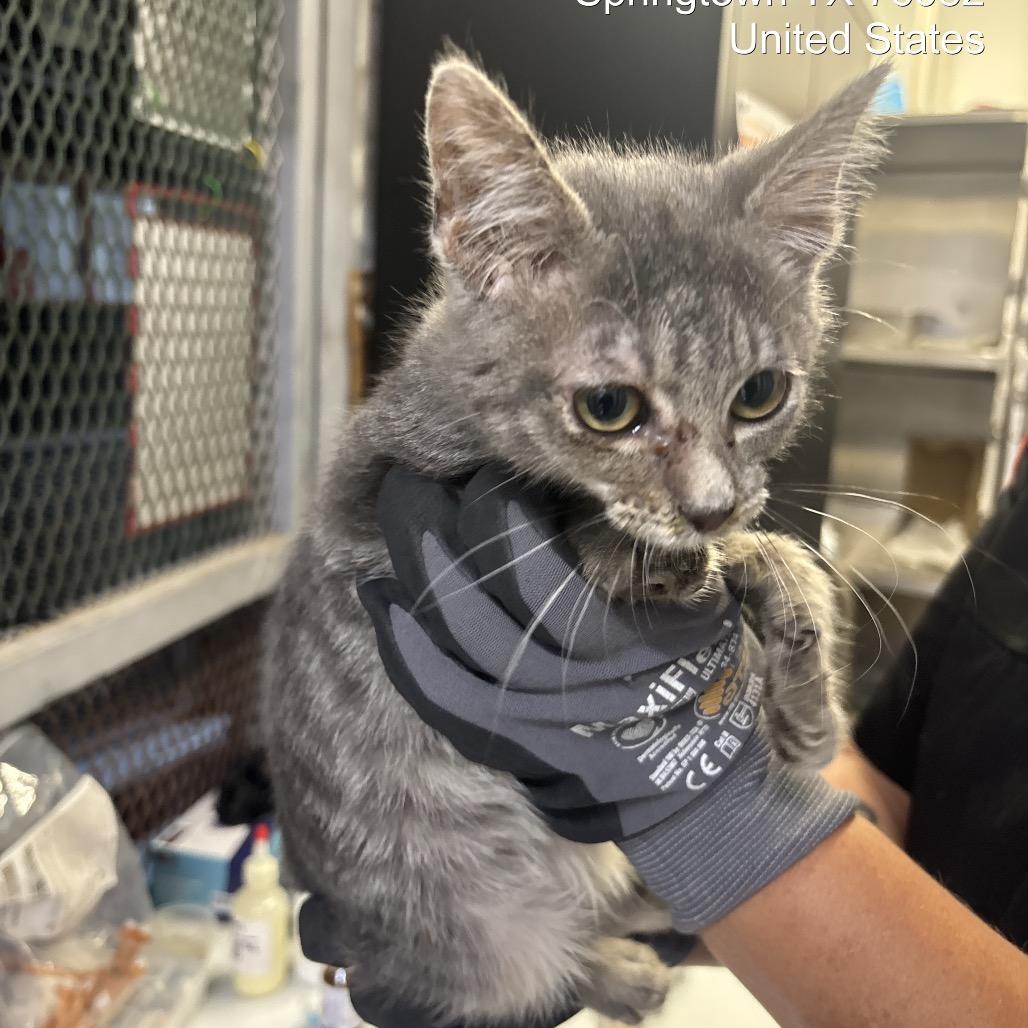 Rosalinda, a Adoptable Domestic Medium Hair in Springtown, TX image 3/6