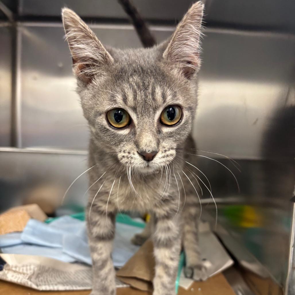 Rosalinda, a Adoptable Domestic Medium Hair in Springtown, TX image 5/6