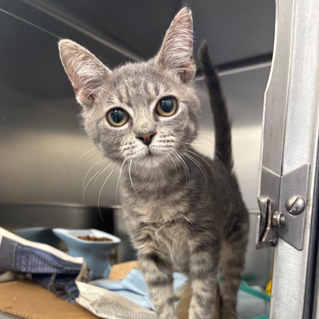 Rosalinda, a Adoptable Domestic Medium Hair in Springtown, TX image 6/6