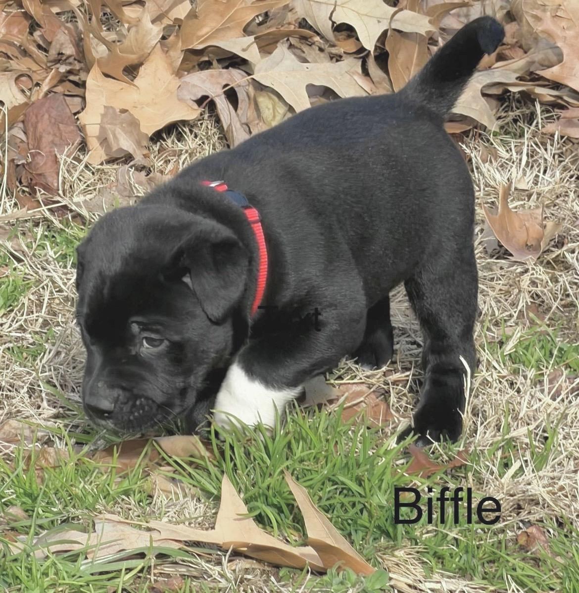 Enlarge Greg Biffle, a ADOPTABLE mixed breed in Millington, MD image 6/6
