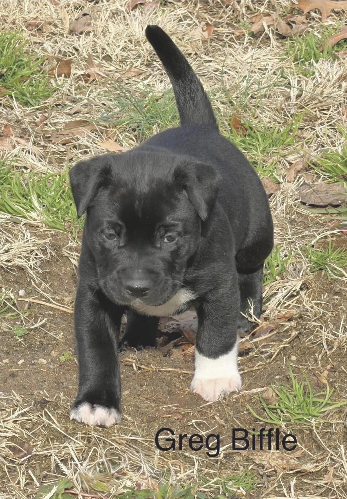 Enlarge Greg Biffle, a ADOPTABLE mixed breed in Millington, MD image 2/6