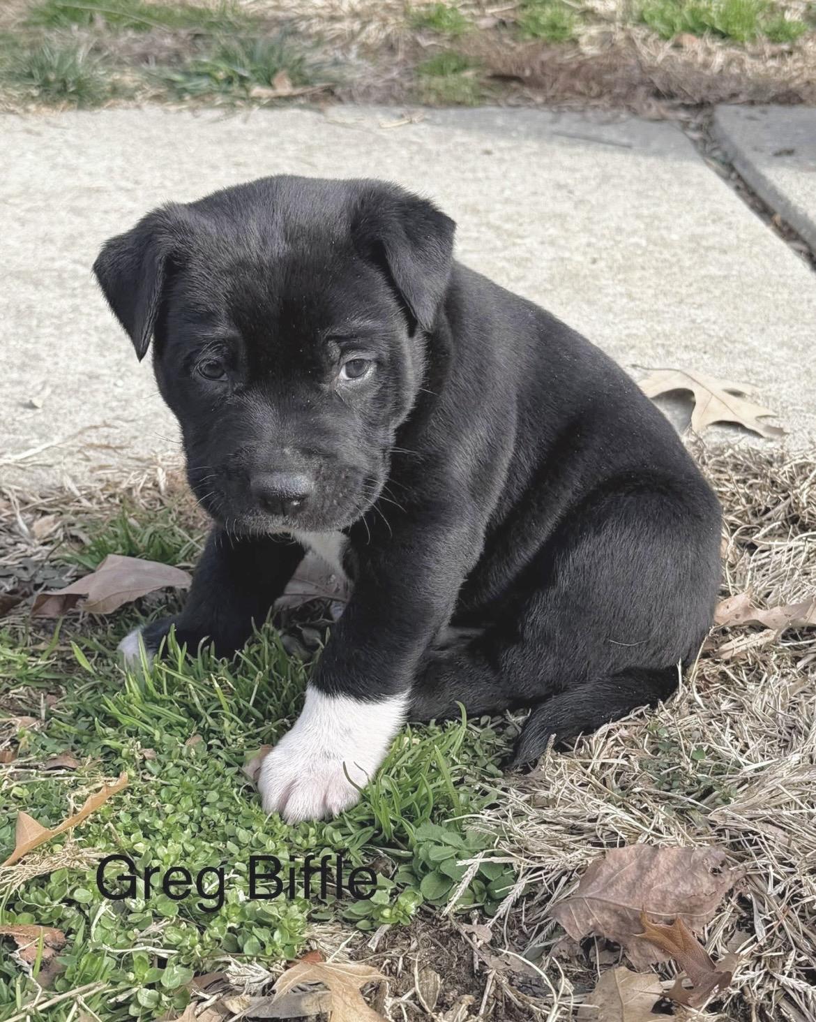 Enlarge Greg Biffle, a ADOPTABLE mixed breed in Millington, MD image 3/6