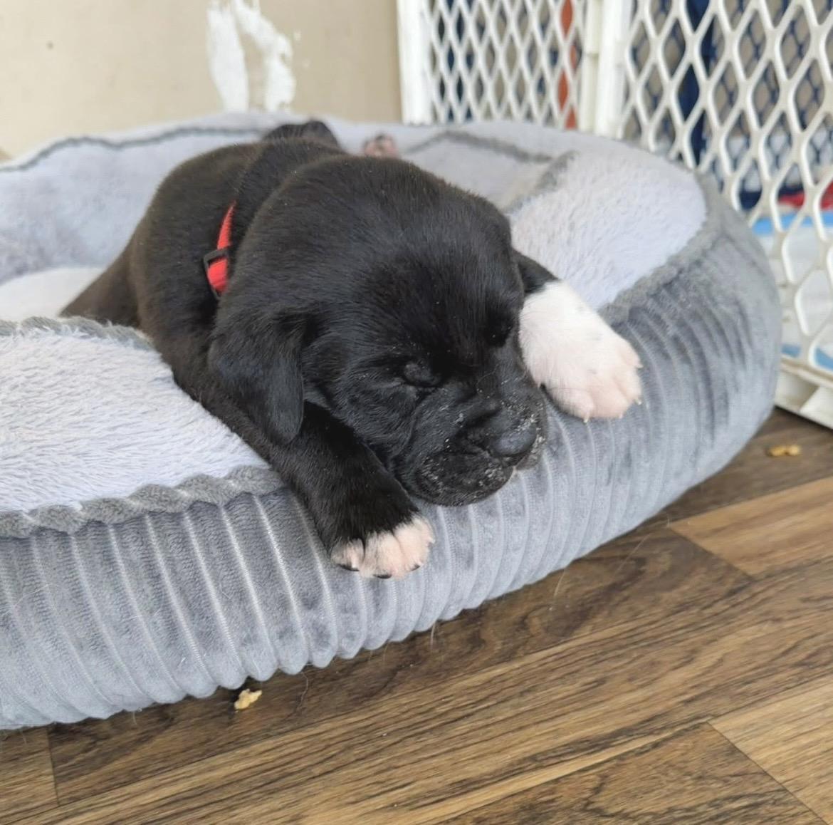 Enlarge Greg Biffle, a ADOPTABLE mixed breed in Millington, MD image 5/6