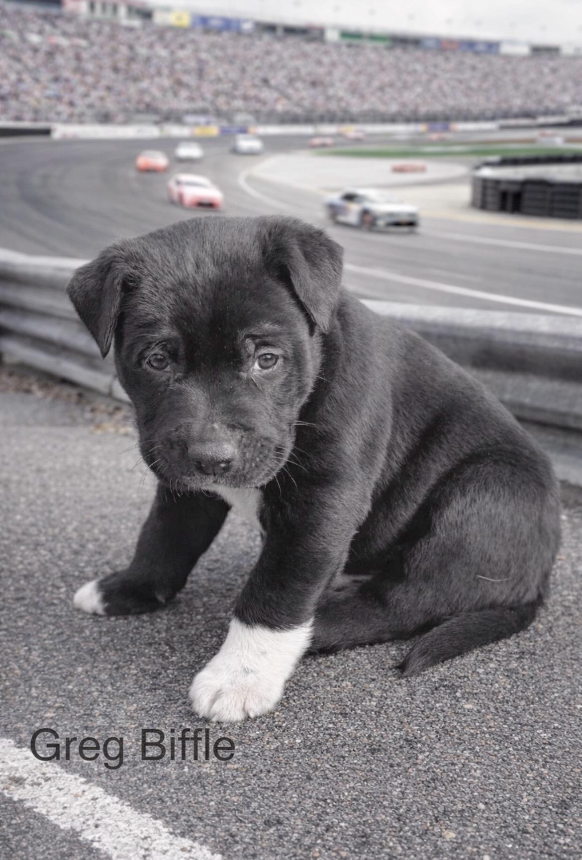 Greg Biffle, ADOPTABLE, Puppy Male Black Labrador Retriever & Border Collie.